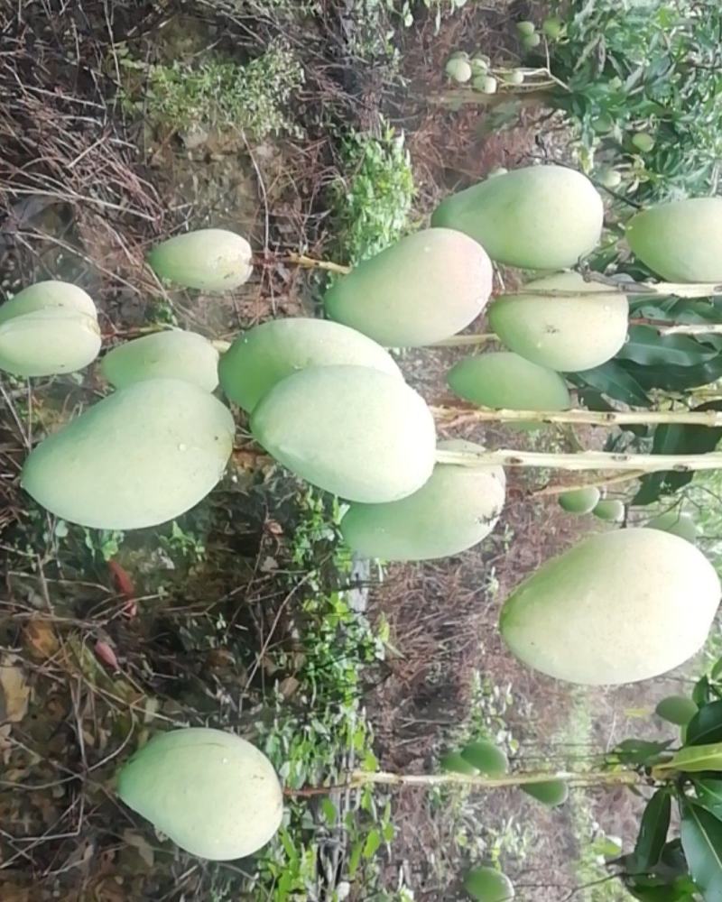 苗岭【台农芒果】、自家种植一手货源，欢迎各位老板选购。