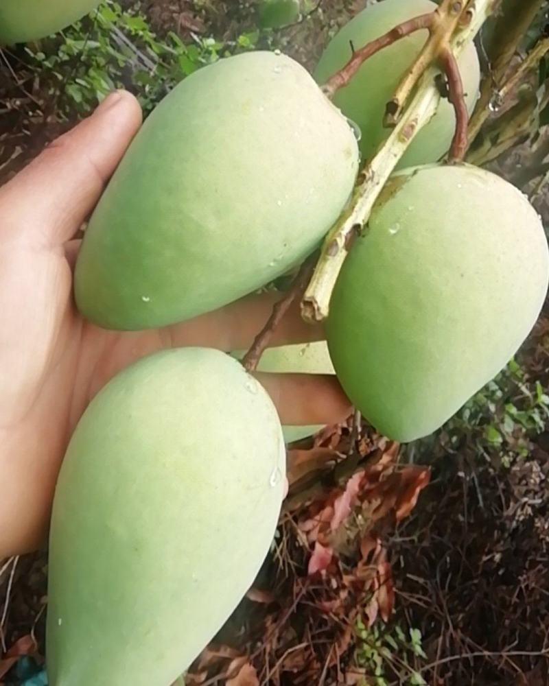 苗岭【台农芒果】、自家种植一手货源，欢迎各位老板选购。