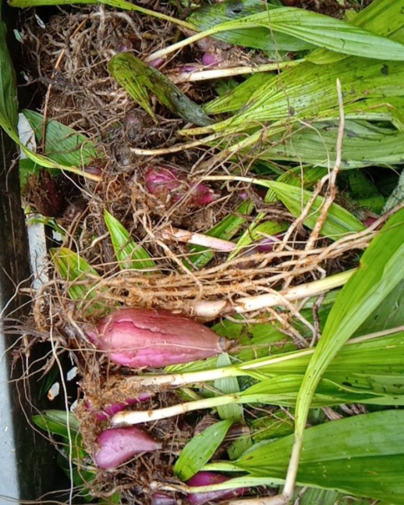 冰球子苗，通货