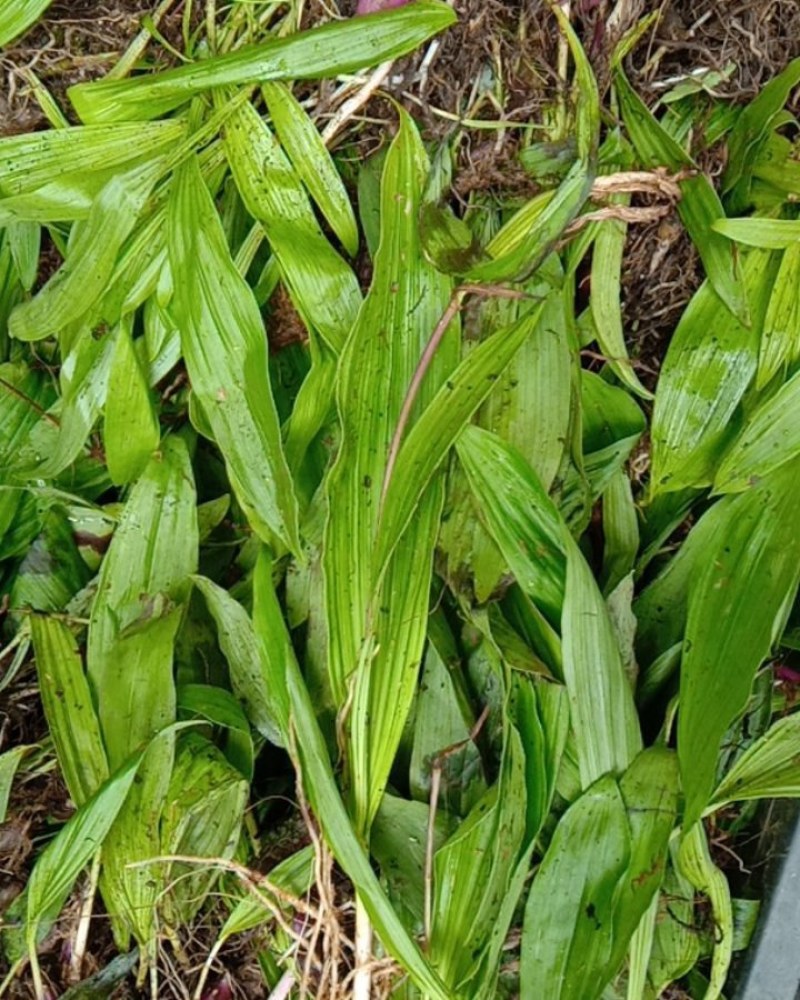 冰球子苗，通货