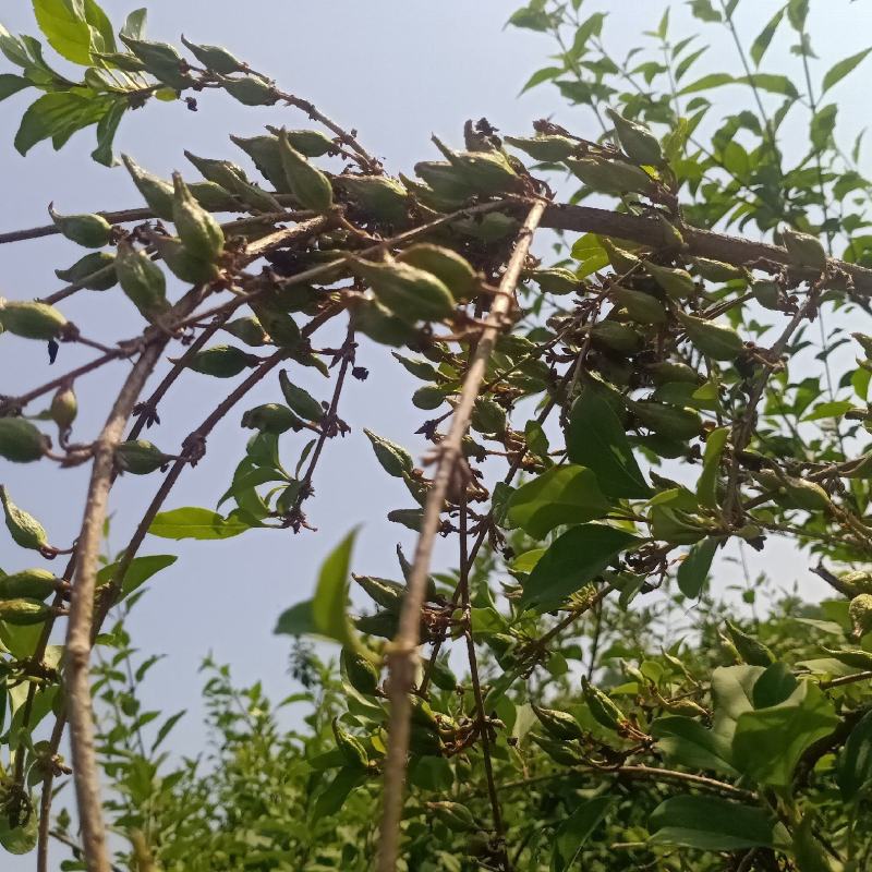 产地直供，卢氏县药用连翘苗