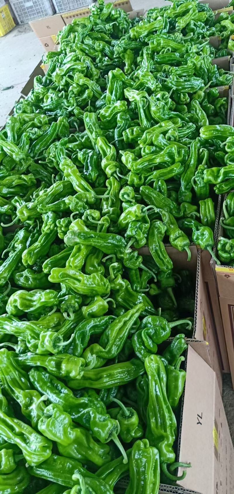 芜湖椒10~15厘米青微辣基地直供保证货源新鲜