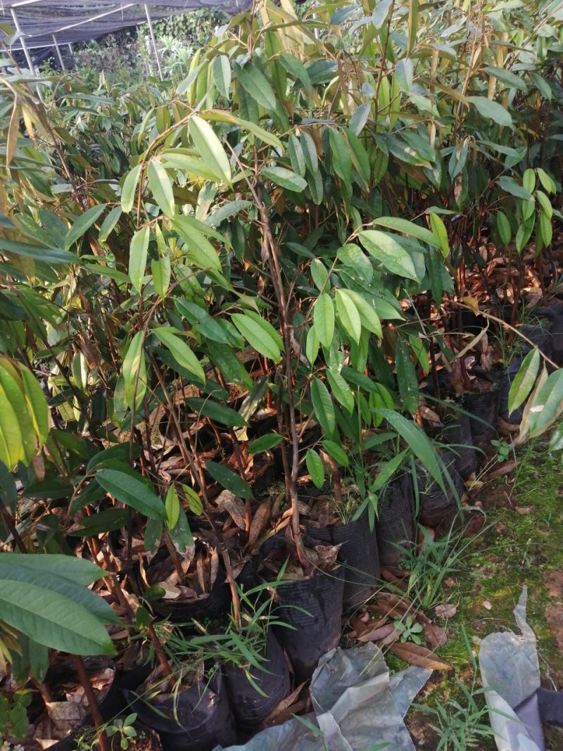榴莲苗，有猫山，金枕，品种正水果王