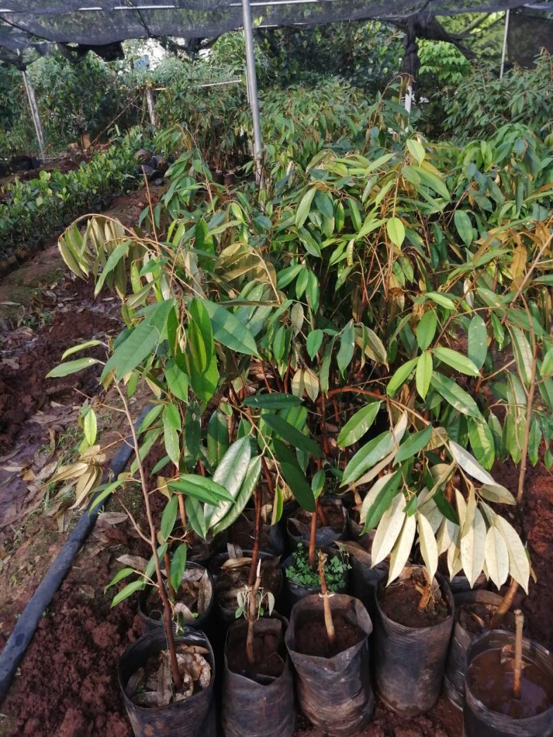 榴莲苗，有猫山，金枕，品种正水果王