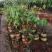 榴莲苗，有猫山，金枕，品种正水果王