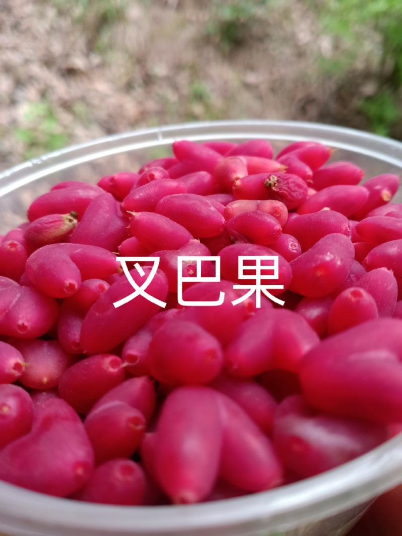 叉巴果苗，夫妻果，情侣果。早熟果实，无核，。。。