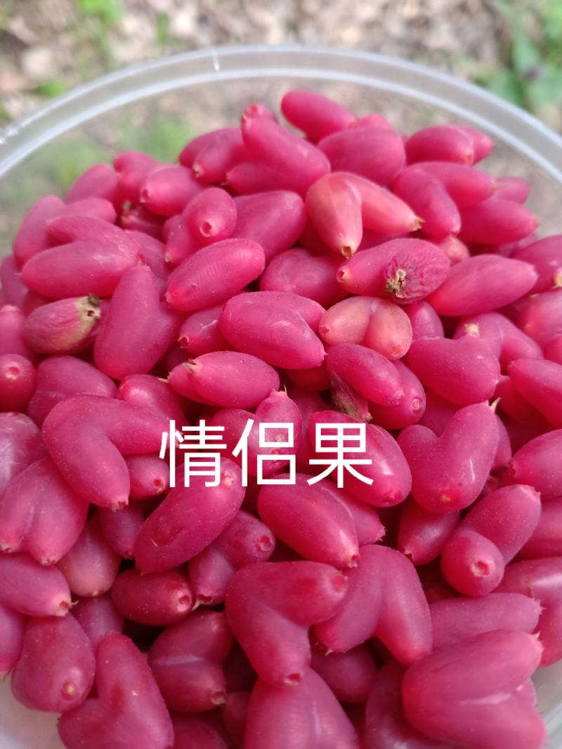 叉巴果苗，夫妻果，情侣果。早熟果实，无核，。。。