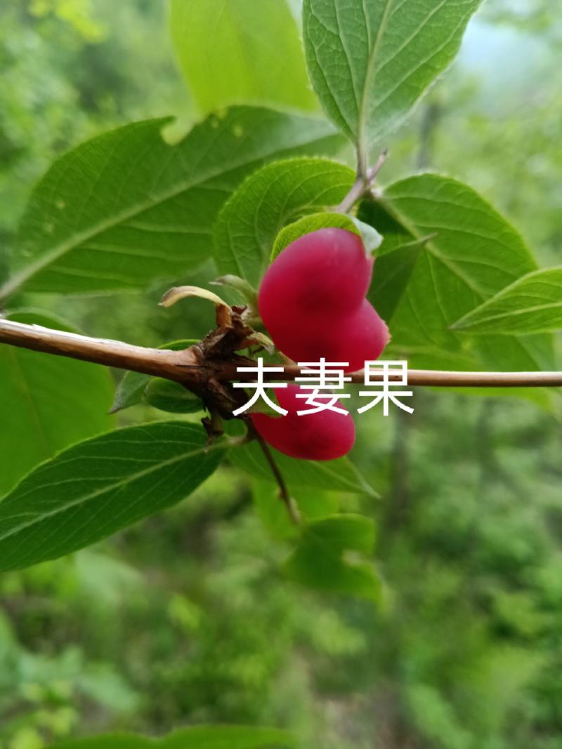 叉巴果苗，夫妻果，情侣果。早熟果实，无核，。。。