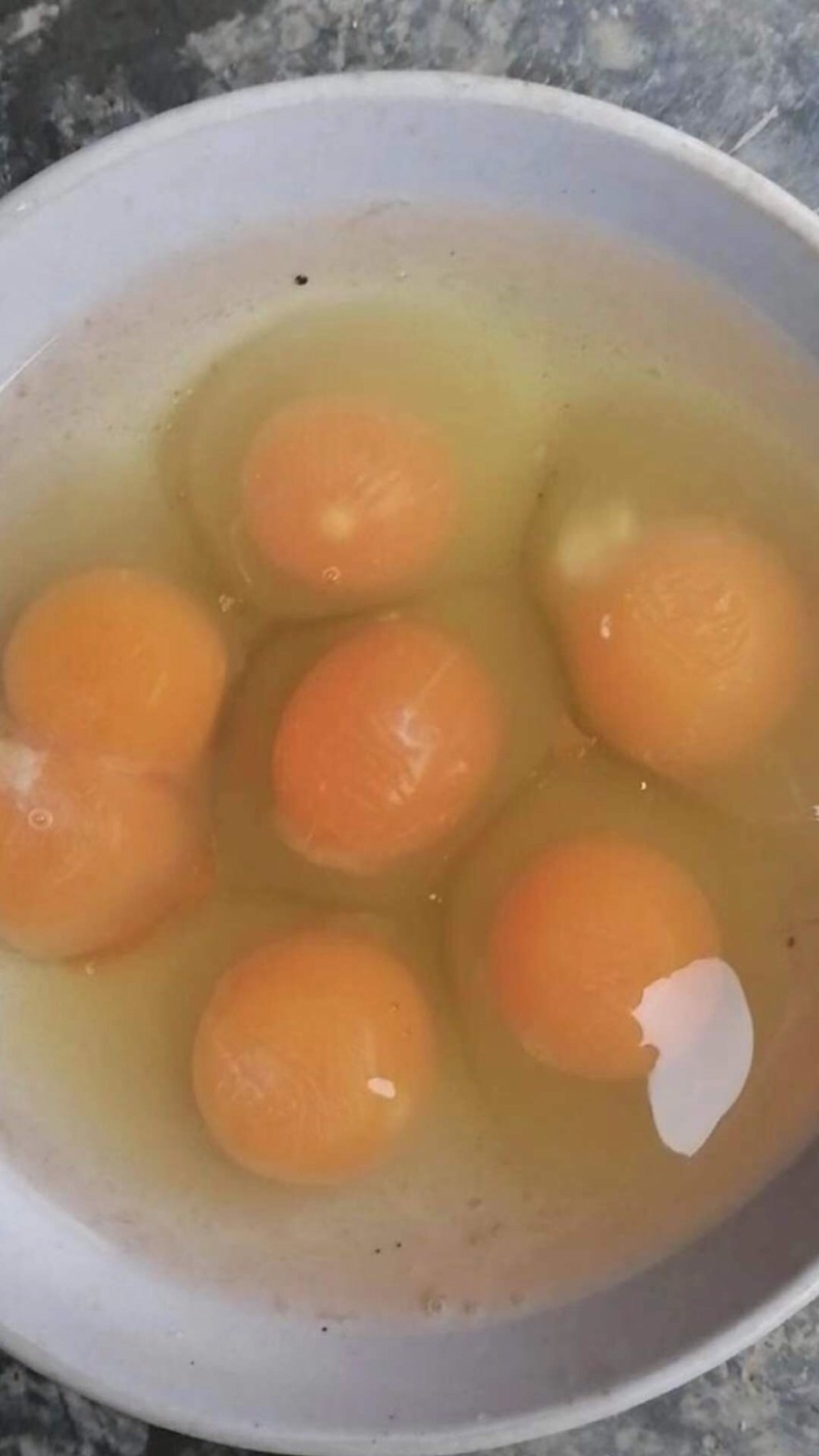 毛蛋半鸡半蛋照蛋活珠子孵化厂直批欢迎来厂参观