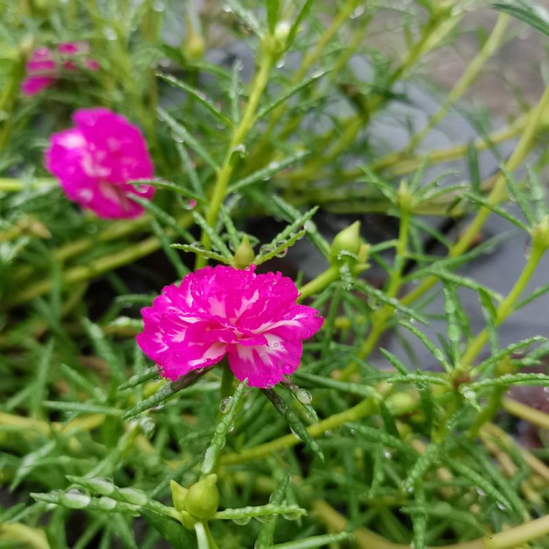 太阳花进口重瓣阳台盆栽绿植苗