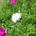 太阳花进口重瓣阳台盆栽绿植苗