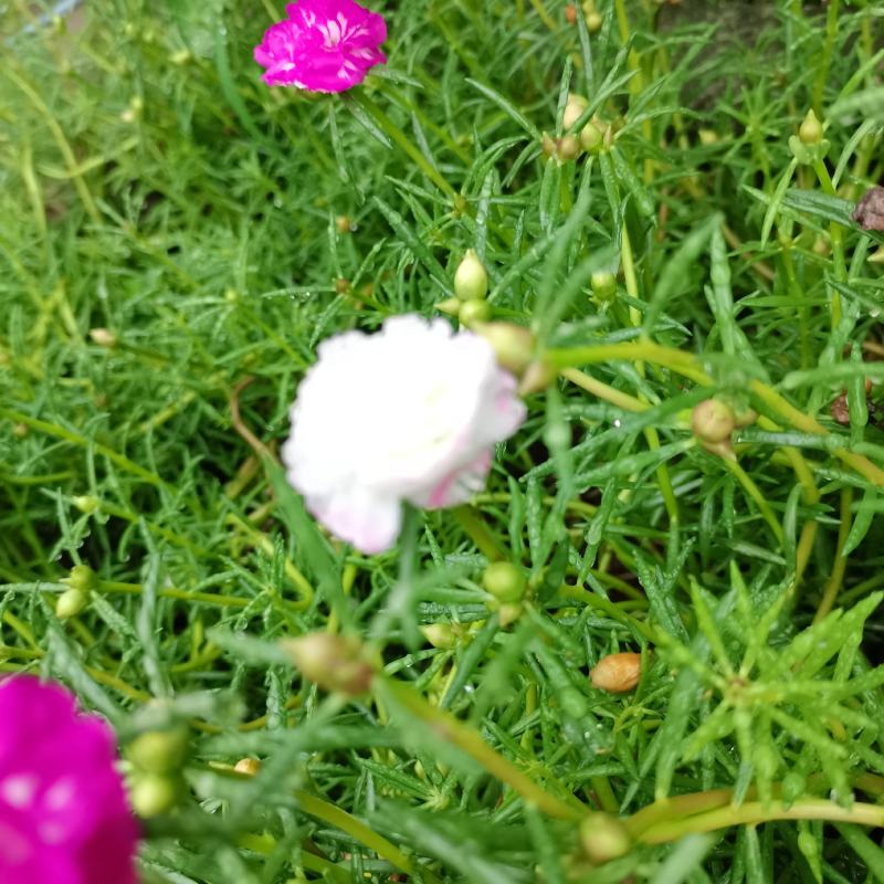 太阳花进口重瓣阳台盆栽绿植苗