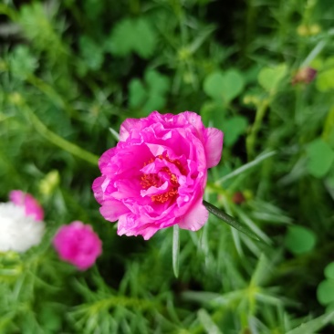太阳花进口重瓣阳台盆栽绿植苗
