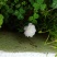 太阳花进口重瓣阳台盆栽绿植苗