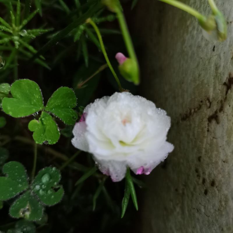 太阳花进口重瓣阳台盆栽绿植苗