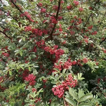 四川大凉山盐源鲜花椒红花椒，品质优价格美丽，支持代收