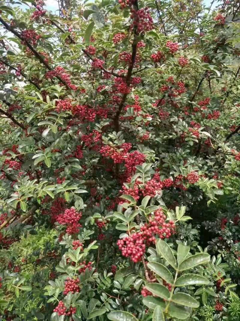 四川大凉山盐源鲜花椒红花椒，品质优价格美丽，支持代收