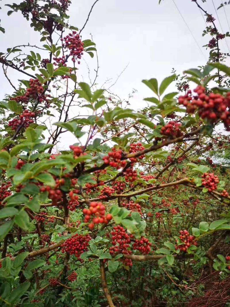 四川大凉山盐源鲜花椒红花椒，品质优价格美丽，支持代收