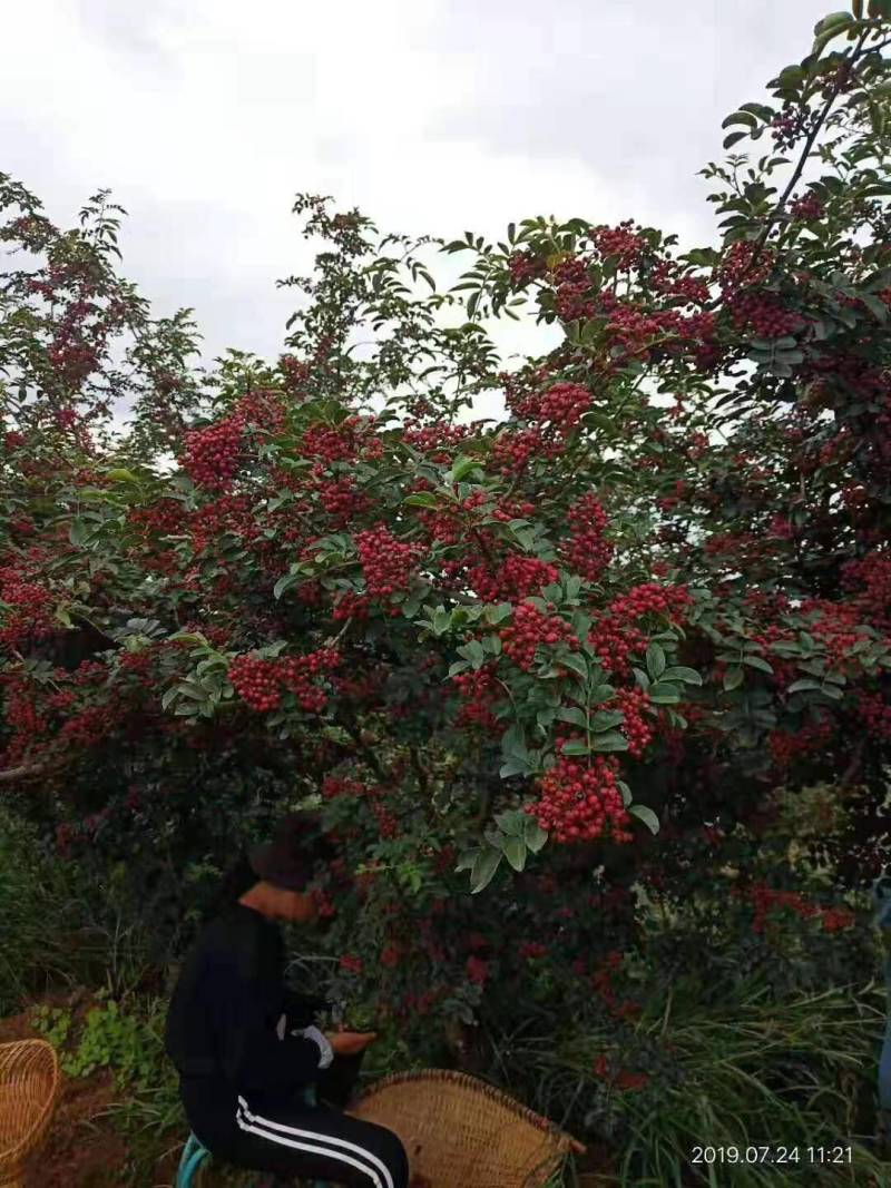 四川大凉山盐源鲜花椒红花椒，品质优价格美丽，支持代收