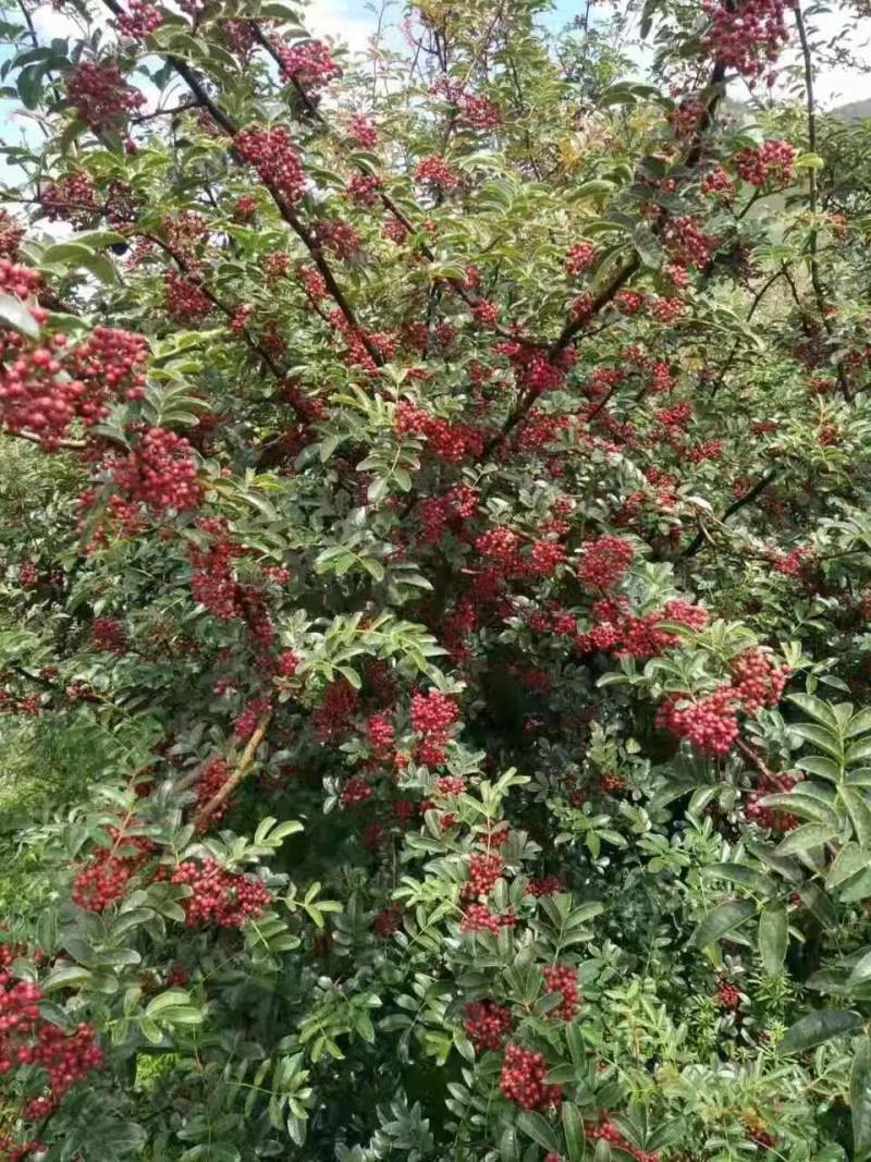 四川大凉山盐源鲜花椒红花椒，品质优价格美丽，支持代收
