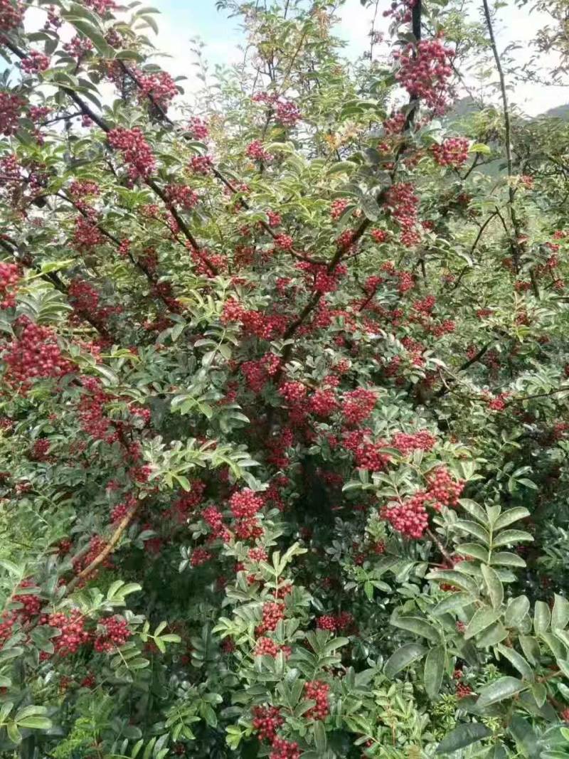 四川大凉山盐源鲜花椒红花椒，品质优价格美丽，支持代收