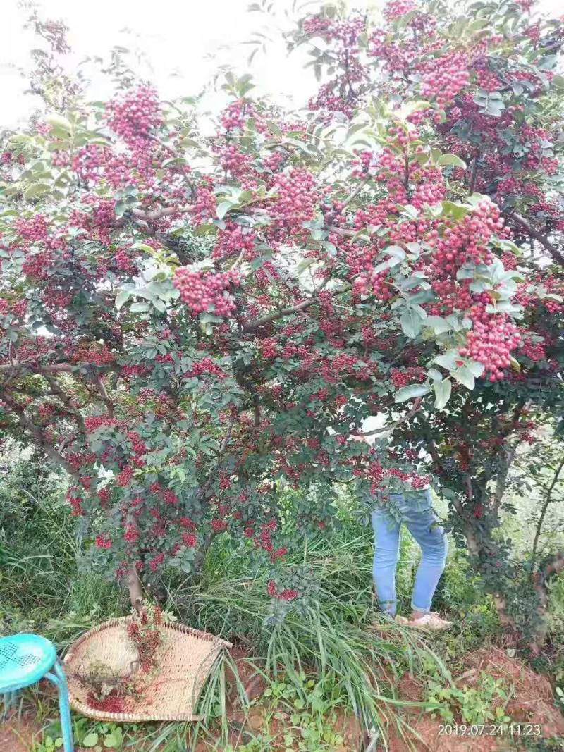 四川大凉山盐源鲜花椒红花椒，品质优价格美丽，支持代收