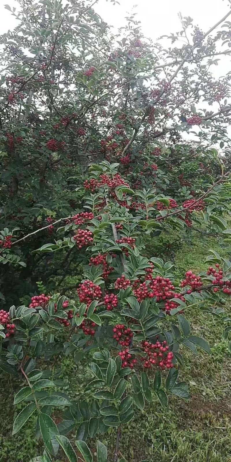 四川大凉山盐源鲜花椒红花椒，品质优价格美丽，支持代收