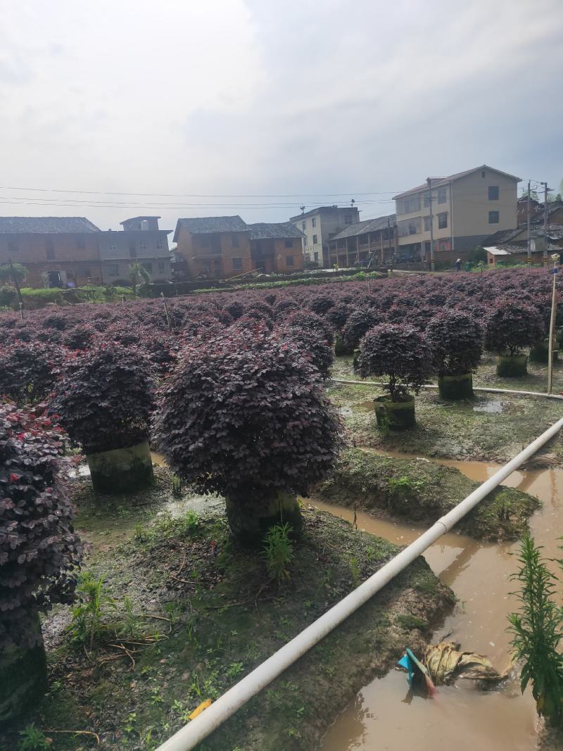 红花继木球，袋苗，地苗，红花继木球，袋苗，地苗，