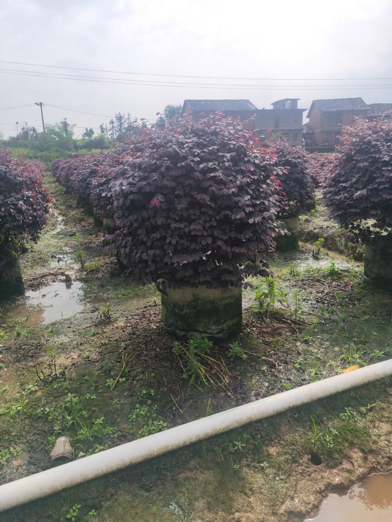 红花继木球，袋苗，地苗，红花继木球，袋苗，地苗，