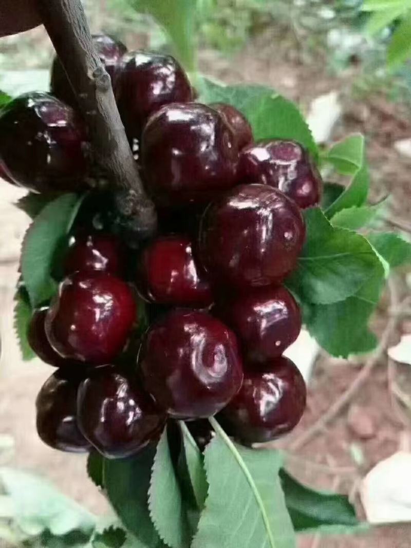 大樱桃苗美早，齐早，布鲁克斯，蜀聚红