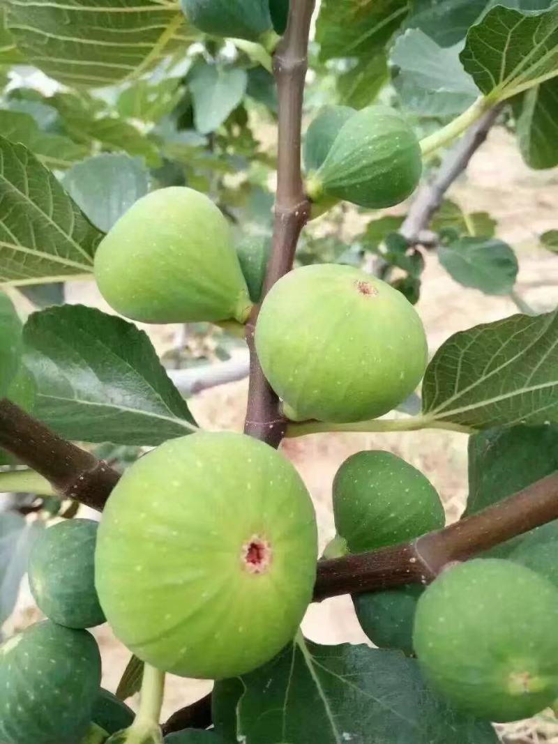 威海青皮无花果无花果春果即将上市