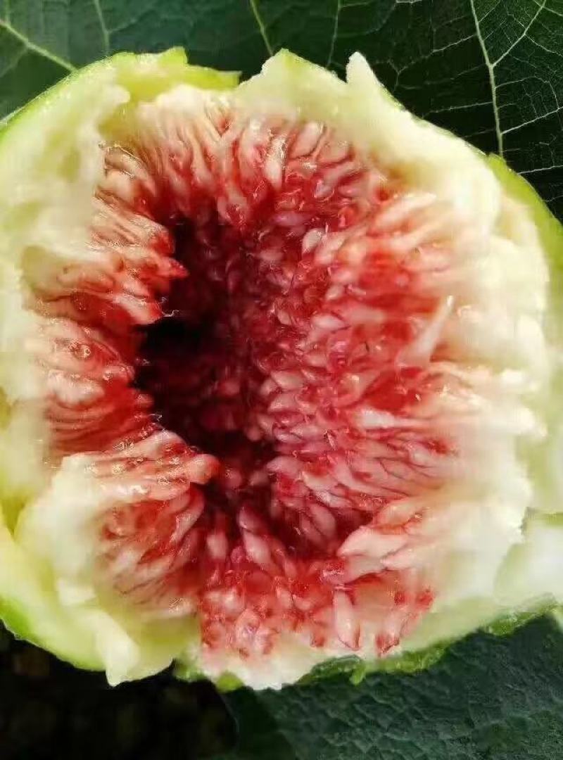 威海青皮无花果无花果春果即将上市