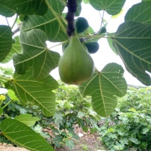 威海青皮无花果无花果春果即将上市