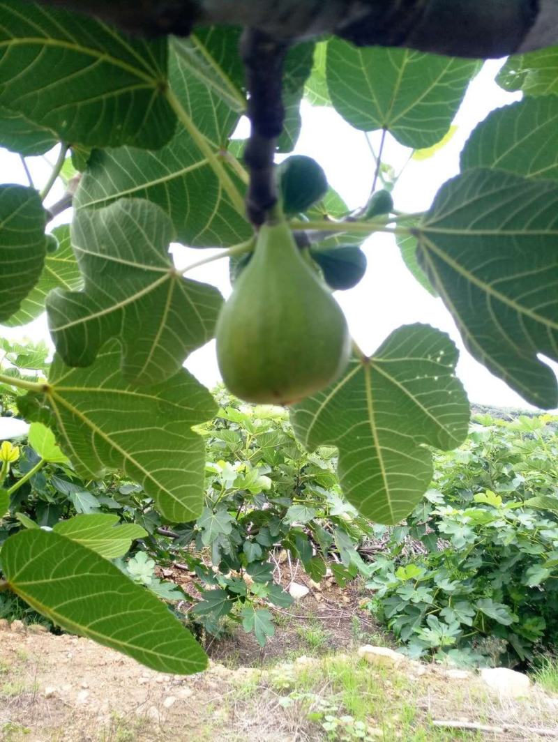 威海青皮无花果无花果春果即将上市