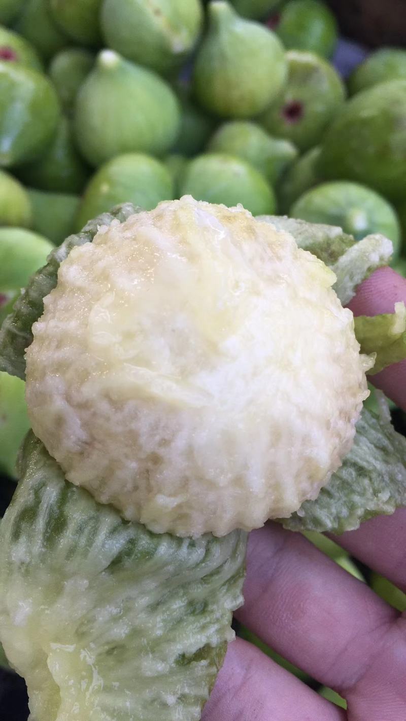 威海青皮无花果无花果春果即将上市
