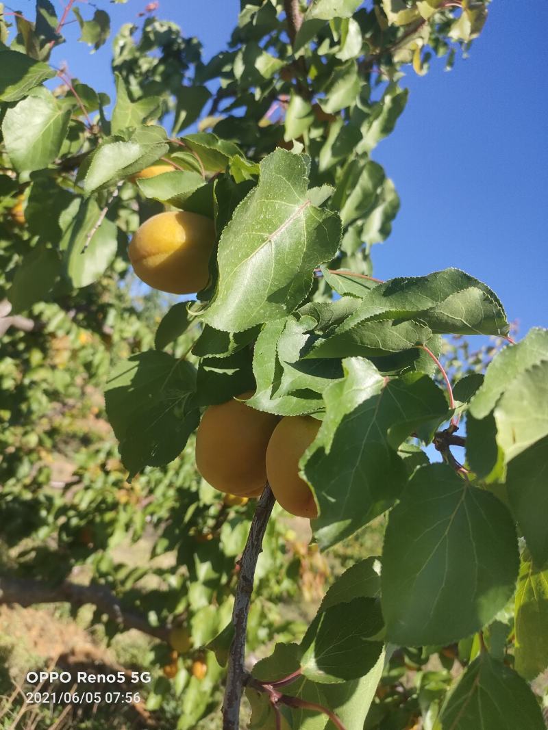 金太阳大量上市