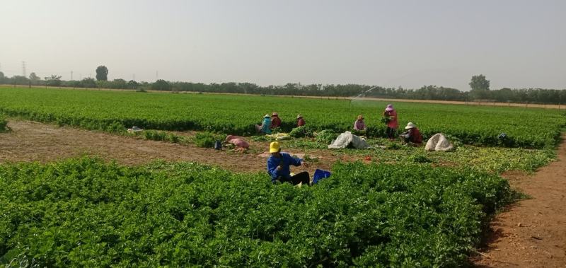 基地大量芹菜上市，质量好品质优，欢迎全国各地的朋友前来