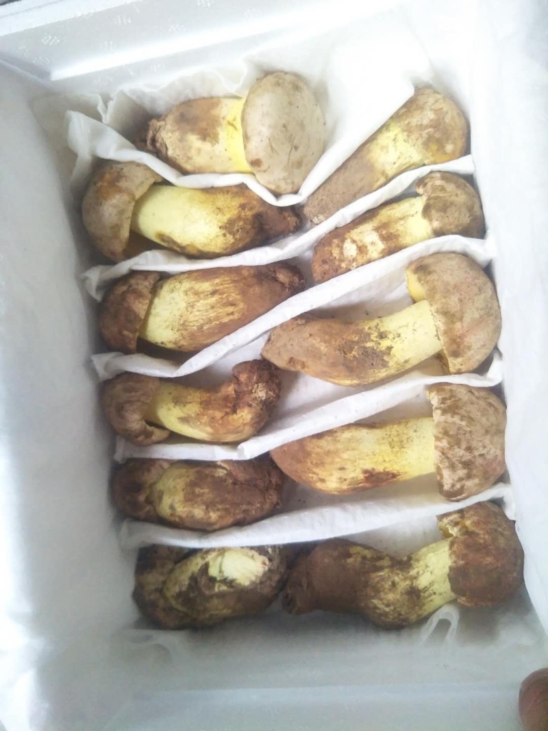 野生菌大量批发一件带发顺丰全国