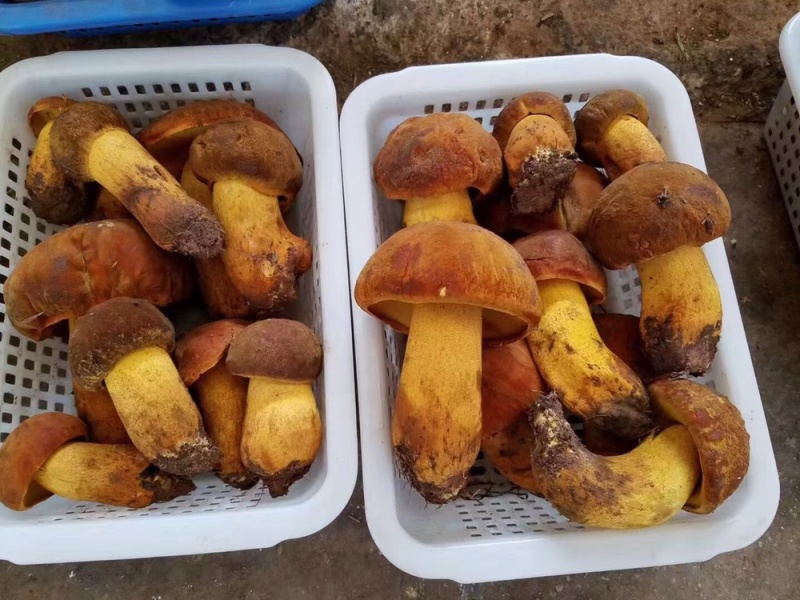 野生菌大量批发一件带发顺丰全国