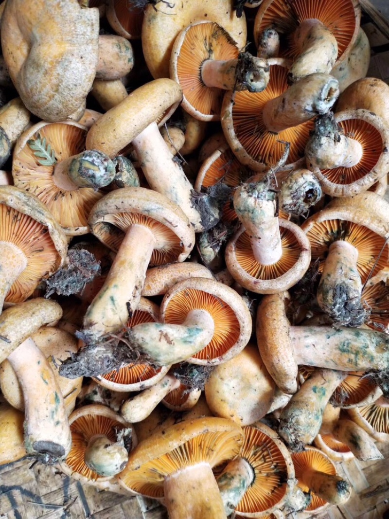 野生菌大量批发一件带发顺丰全国