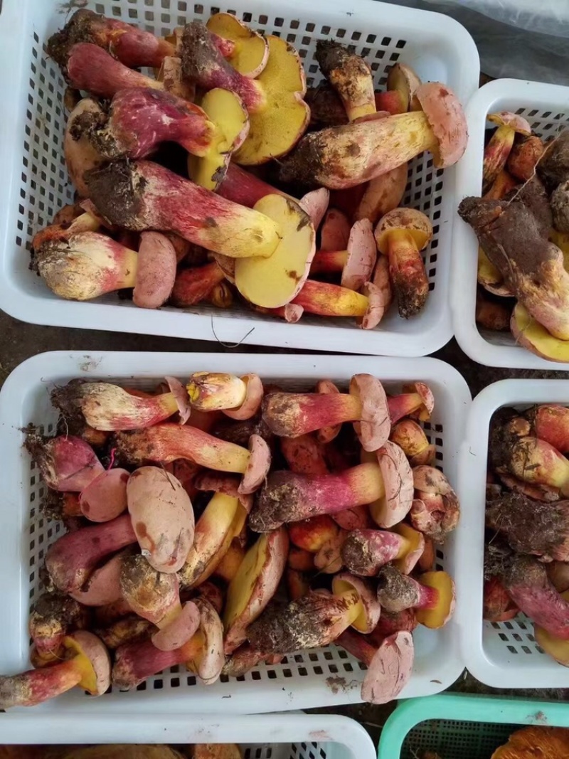 野生菌大量批发一件带发顺丰全国