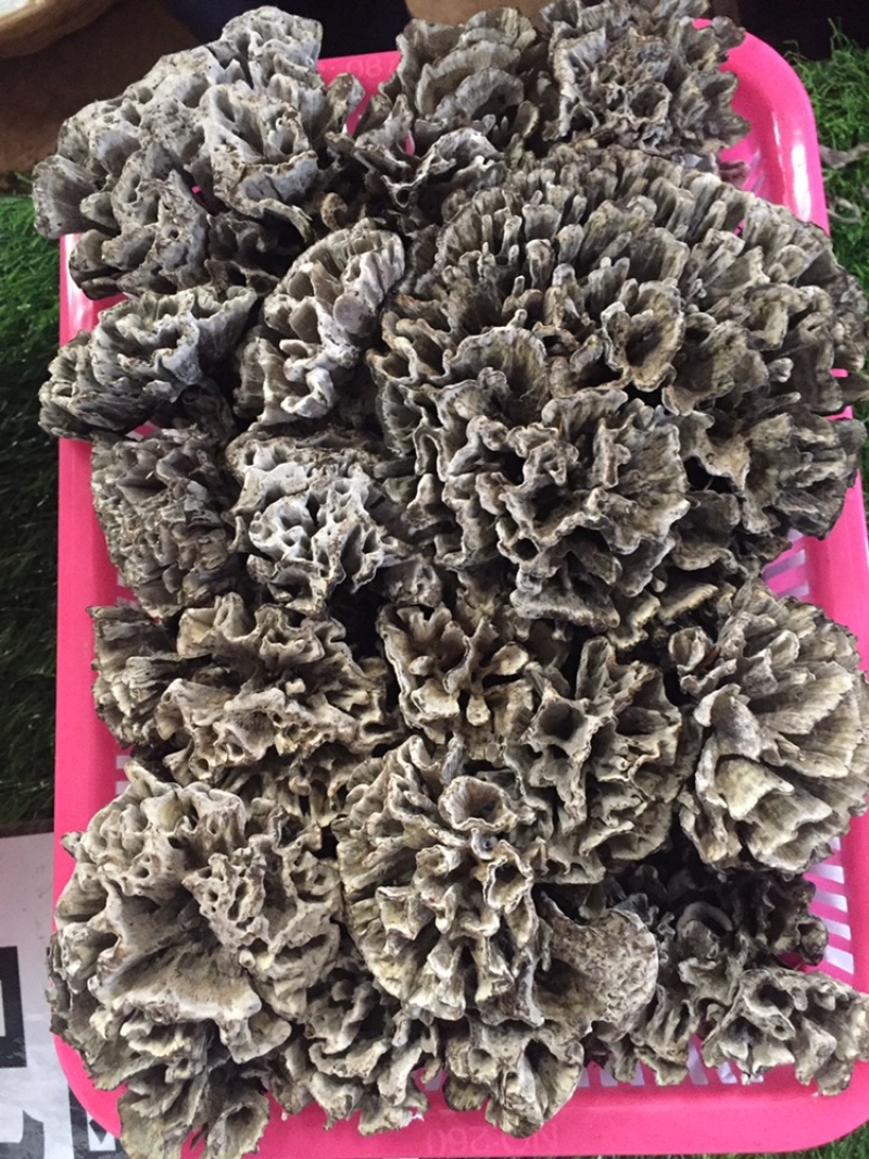 野生菌大量批发一件带发顺丰全国