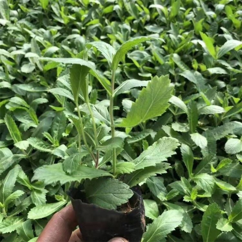 桑托斯马鞭草基地产地批发花海用苗大量供应