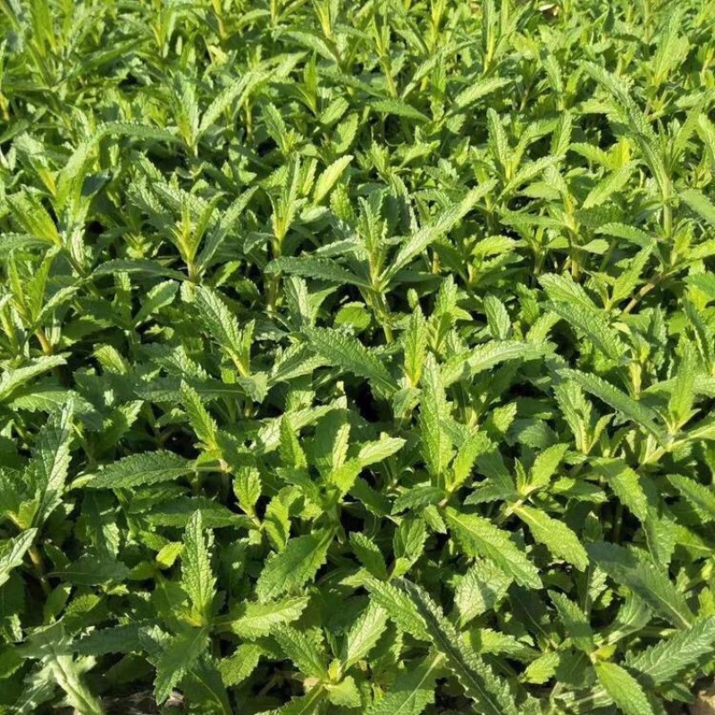桑托斯马鞭草基地产地批发花海用苗大量供应