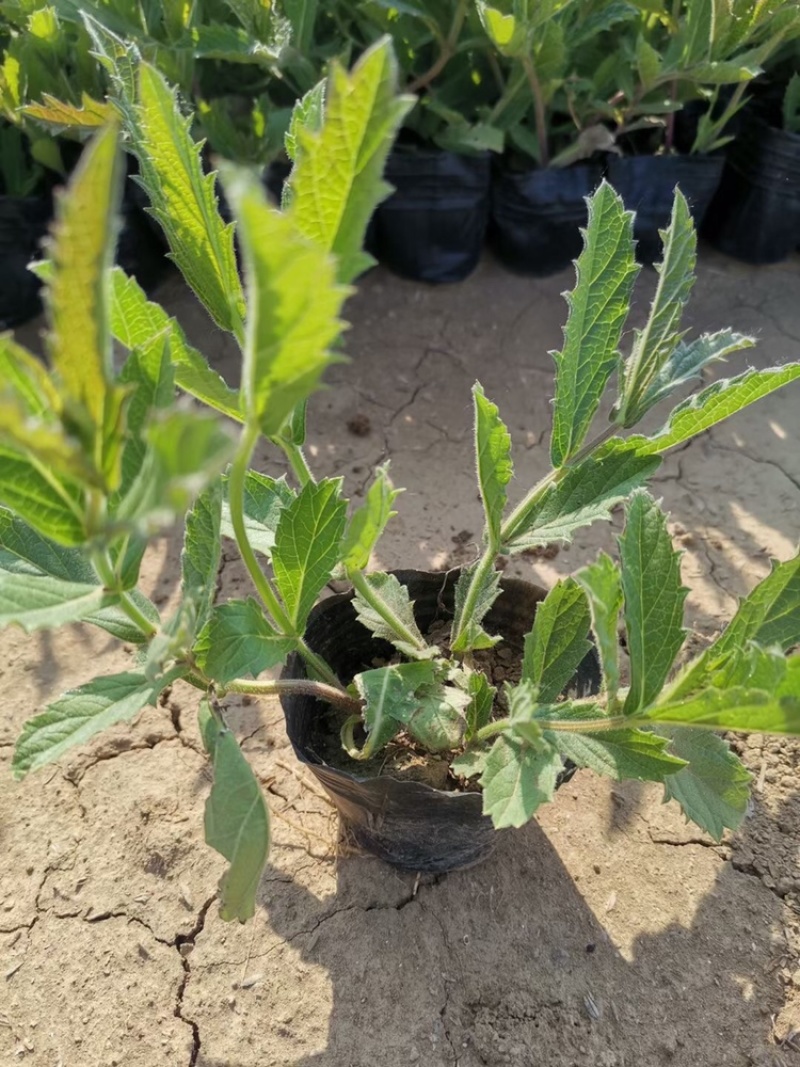 桑托斯马鞭草基地产地批发花海用苗大量供应