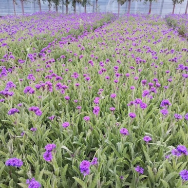 桑托斯马鞭草基地产地批发花海用苗大量供应