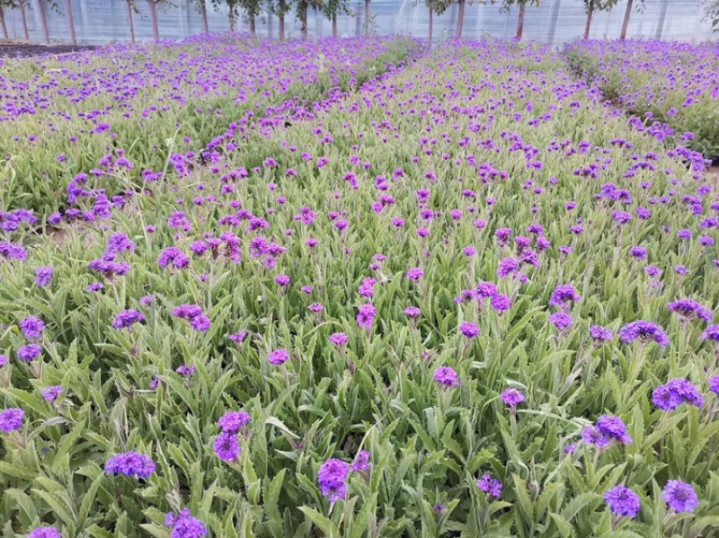 桑托斯马鞭草基地产地批发花海用苗大量供应