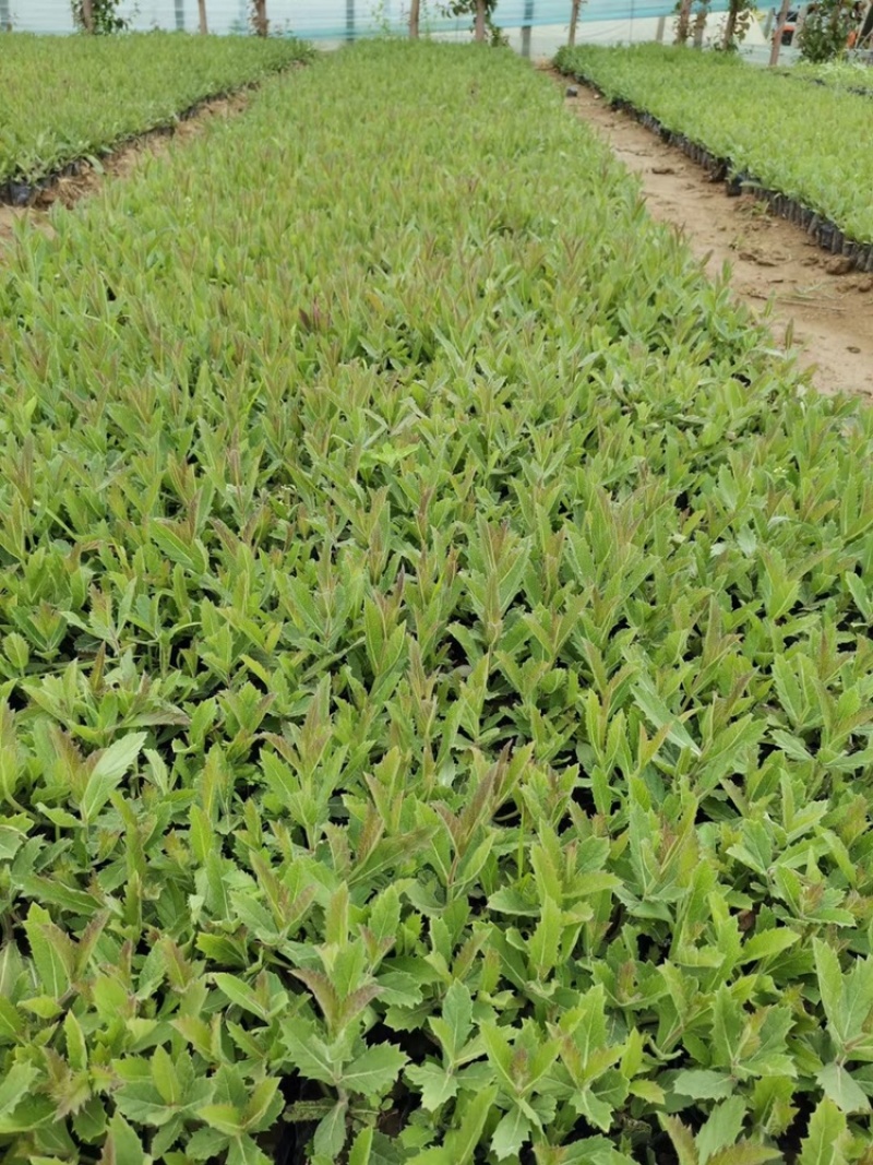桑托斯马鞭草基地产地批发花海用苗大量供应