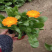 金盏菊,基地直发,大量供应金盏菊100万盆