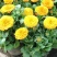 金盏菊,基地直发,大量供应金盏菊100万盆